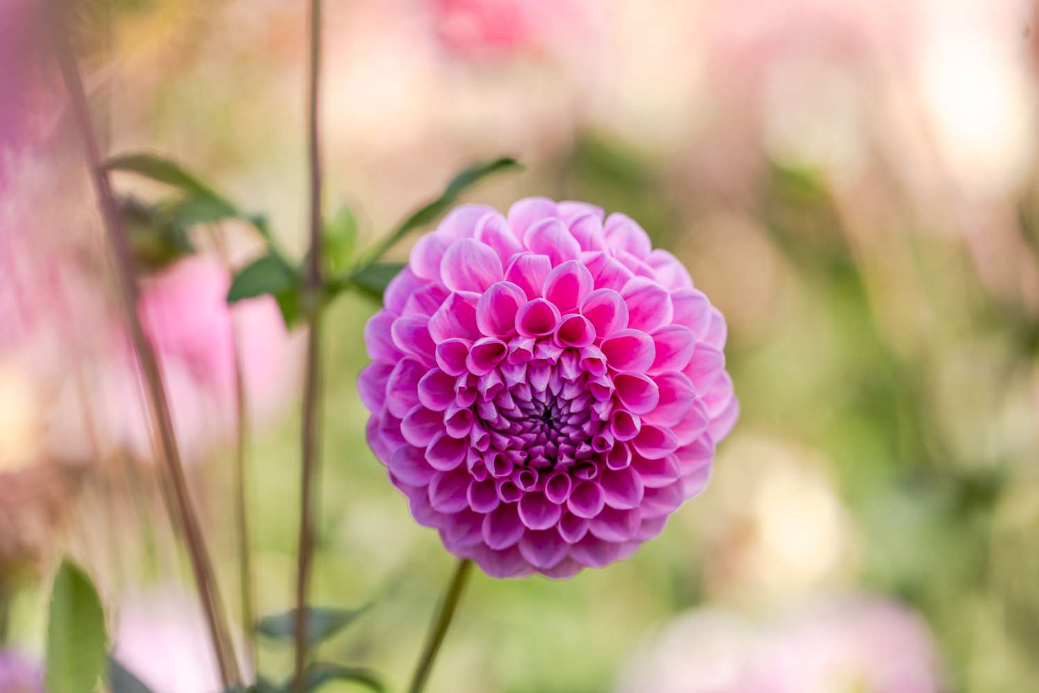 Daalia 'Sweet Fabienne'